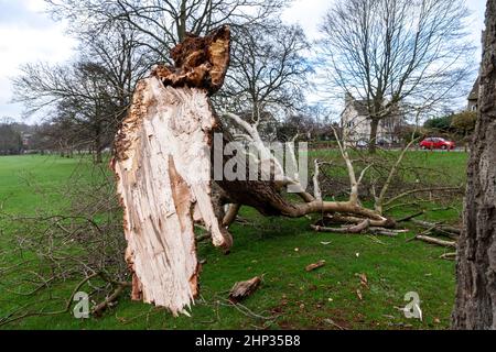 Northampton, Royaume-Uni. Météo. 18th février 2022. Vents forts dans le parc d'Abington alors que la force de la tempête Eunice arrive en soufflant sur les arbres. Crédit : Keith J Smith./Alamy Live News. Banque D'Images