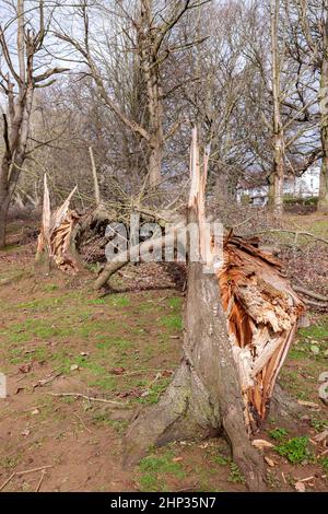 Northampton, Royaume-Uni. Météo. 18th février 2022. Vents forts dans le parc d'Abington alors que la force de la tempête Eunice arrive en soufflant sur les arbres. Crédit : Keith J Smith./Alamy Live News. Banque D'Images