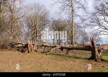 Northampton, Royaume-Uni. Météo. 18th février 2022. Vents forts dans le parc d'Abington alors que la force de la tempête Eunice arrive en soufflant sur les arbres. Crédit : Keith J Smith./Alamy Live News. Banque D'Images