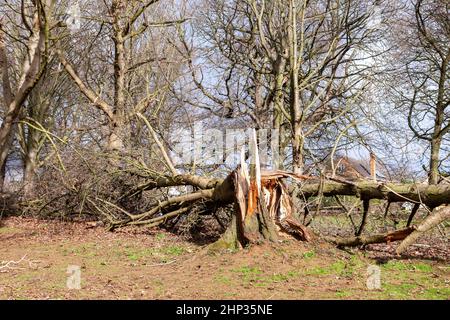 Northampton, Royaume-Uni. Météo. 18th février 2022. Vents forts dans le parc d'Abington alors que la force de la tempête Eunice arrive en soufflant sur les arbres. Crédit : Keith J Smith./Alamy Live News. Banque D'Images