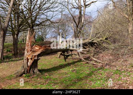 Northampton, Royaume-Uni. Météo. 18th février 2022. Vents forts dans le parc d'Abington alors que la force de la tempête Eunice arrive en soufflant sur les arbres. Crédit : Keith J Smith./Alamy Live News. Banque D'Images