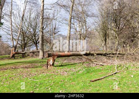 Northampton, Royaume-Uni. Météo. 18th février 2022. Vents forts dans le parc d'Abington alors que la force de la tempête Eunice arrive en soufflant sur les arbres. Crédit : Keith J Smith./Alamy Live News. Banque D'Images