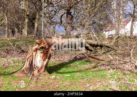 Northampton, Royaume-Uni. Météo. 18th février 2022. Vents forts dans le parc d'Abington alors que la force de la tempête Eunice arrive en soufflant sur les arbres. Crédit : Keith J Smith./Alamy Live News. Banque D'Images