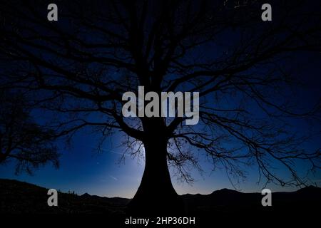 T-shirt en chêne en hiver, contrasté par rapport à un ciel bleu. Banque D'Images