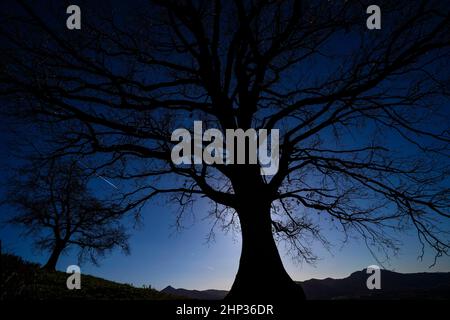 T-shirt en chêne en hiver, contrasté par rapport à un ciel bleu. Banque D'Images