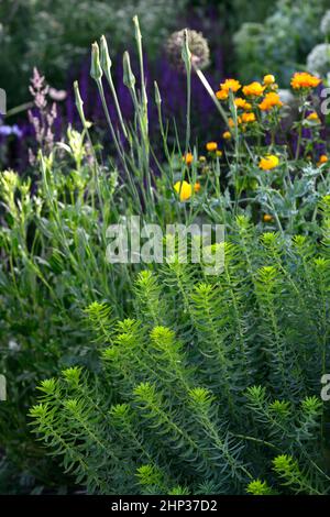 euphorbia rigida,bractées vertes,Euphorbias,milkweed,sphenges,sphenges,portraits de plantes,gros plan, plantes vivaces,feuillage gris vert,feuilles,RM Floral Banque D'Images