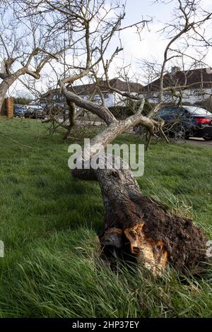 Un arbre tombé causé par Storm Eunice en février 2022 dans le sud de l'Angleterre Banque D'Images