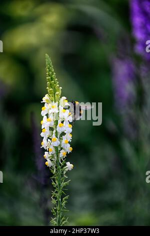 Linaria purpurea Poached Egg,toadlin,fleurs blanches jaunes,tiges de fleurs,spires,snapdragon,bourdon,bourdon se nourrissant sur linaria,bourdon se nourrissant Banque D'Images