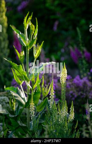 Linaria purpurea Poached Egg,toadlin,fleurs blanches jaunes,tiges de fleurs,spires,snapdragon,combinaison de plantation,lit mixte,bordure mixte,RM Floral Banque D'Images