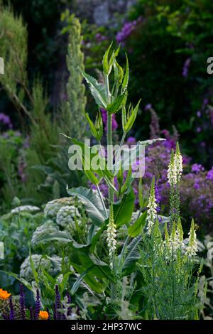 Linaria purpurea Poached Egg,toadlin,fleurs blanches jaunes,tiges de fleurs,spires,snapdragon,combinaison de plantation,lit mixte,bordure mixte,RM Floral Banque D'Images