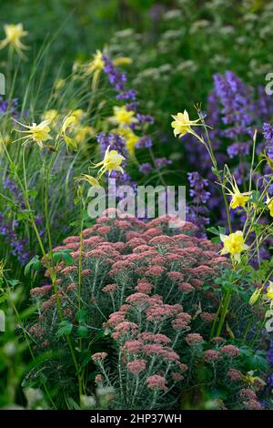 Aquilegia chrysantha Reine jaune, Osothamnus rosmarinifolius Jubilé d'argent, romarin de mer Jubilé d'argent, romarin éternel, arbuste vert à feuilles persistantes tendre, si Banque D'Images