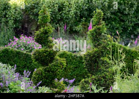 tagus,arbre à coudre,spirale,forme circulaire,en,forme,de,clip,clippé,topiaire,train,formé,jardin formel,conception de jardin,jardinage,jardins,RM floral Banque D'Images