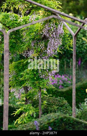 Fleurs lilas wisteria vignes cascades vers le bas cadre d'escalade,belvédère,fleurs de wisteria,floraison,raceme,racames,train,formation,jardin,fleurs,flo Banque D'Images