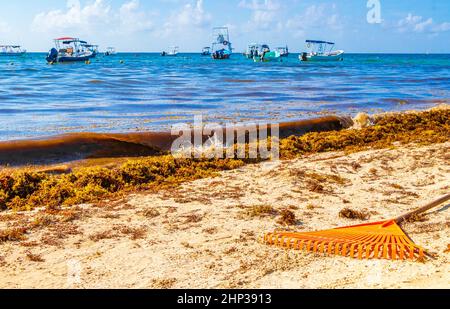 Jardin de la fourche Broom de la feuille de roke et beaucoup d'algues rouges très dégoûtantes sargazo à la plage tropicale mexicaine à Playa del Carmen Mexique. Banque D'Images