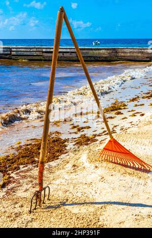 Jardin de la fourche Broom de la feuille de roke et beaucoup d'algues rouges très dégoûtantes sargazo à la plage tropicale mexicaine à Playa del Carmen Mexique. Banque D'Images