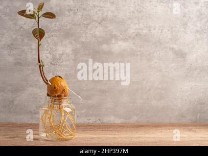 Plante de germe d'avocat de la graine pousse avec racine dans le verre d'eau avec l'espace de copie. Banque D'Images