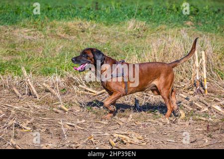 chien de montagne bavarois à la chasse en plein air Banque D'Images