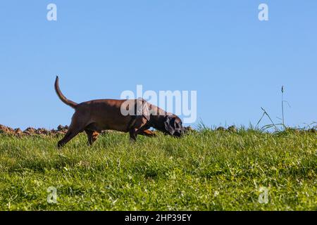 chien sniffer suivant une odeur sur un pré Banque D'Images