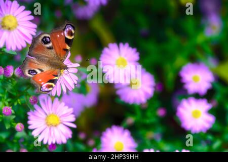 Macro d'un papillon de dame pincé sur une fleur d'aster rose Banque D'Images