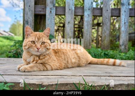 Un chat aux cheveux rouges est couché sur les planches. Photo de haute qualité Banque D'Images