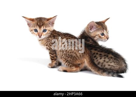 Deux chatons de tabby purebred, assis sur un fond blanc isolé. Photo de haute qualité Banque D'Images