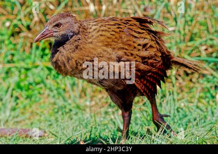 Il weka (Gallirallus australis Sparrman, 1786) è un uccello della famiglia dei Rallidi originario della Nuova Zelanda Banque D'Images
