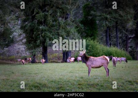 Un troupeau de wapitis se greffe dans un champ près d'une forêt dans le nord de la Californie. Banque D'Images