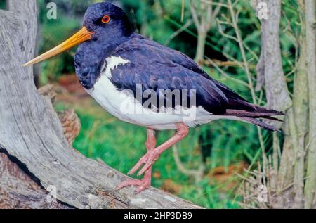 Les oystercatachers sont un groupe de waders qui forment la famille des Haematopodidae, qui a un seul genre, Haematopus. Banque D'Images