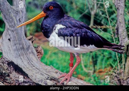 Les oystercatachers sont un groupe de waders qui forment la famille des Haematopodidae, qui a un seul genre, Haematopus. Banque D'Images