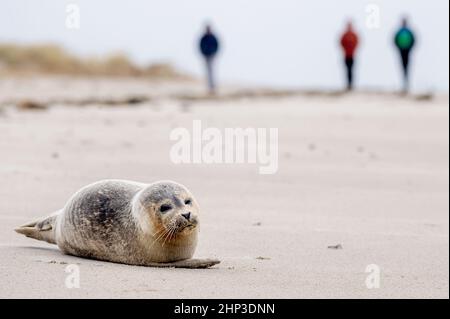 Schillig, Allemagne. 18th févr. 2022. Un sceau se trouve sur la plage tandis que les vents violents soufflent sur la côte. Après une courte hauteur intermédiaire, l'ouragan 'Zeynep' devrait traverser la Basse-Saxe depuis l'ouest au cours de la journée. Credit: Hauke-Christian Dittrich/dpa/Alay Live News Banque D'Images
