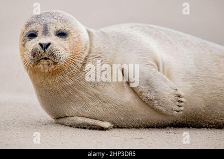 Schillig, Allemagne. 18th févr. 2022. Un sceau se trouve sur la plage tandis que les vents violents soufflent sur la côte. Après une courte hauteur intermédiaire, l'ouragan 'Zeynep' devrait traverser la Basse-Saxe depuis l'ouest au cours de la journée. Credit: Hauke-Christian Dittrich/dpa/Alay Live News Banque D'Images
