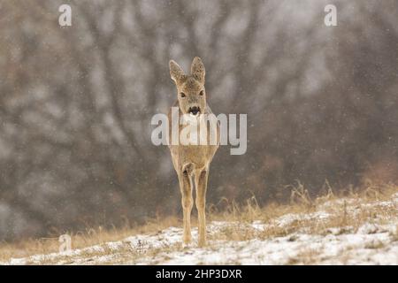 Chevreuil immature, caperole caperole, se déplaçant sur la glade blanche pendant le neiging. Jeune mammifère femelle approchant dans un champ de neige. Petit animal sauvage wa Banque D'Images