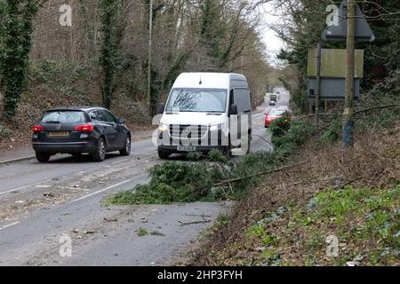 Sawbridgeworth, Hertfordshire. 18 février 2022. Les conducteurs doivent éviter les arbres tombés sur Harlow Road en raison de Storm Eunice. Photographe : Brian Duffy Banque D'Images