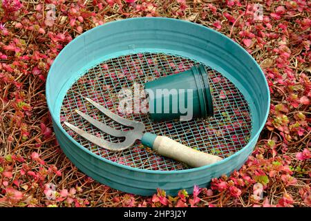 Une photographie en couleur d'une énigme contenant une petite fourchette et quelques pots en plastique assis sur un lit de sedum - un jardin encore vivant. Banque D'Images