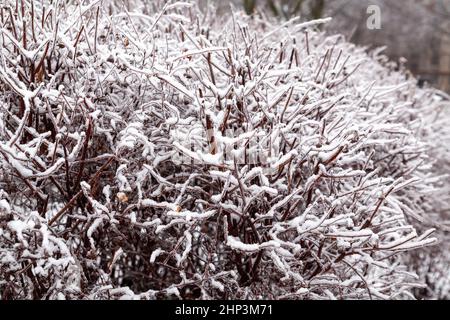 brousse enneigée. brousse-neige dans le parc. arrière-plan Banque D'Images