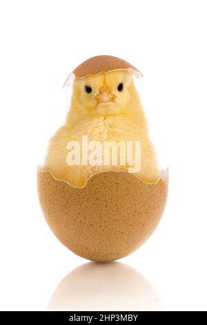 Image de Pâques d'un bébé poussin drôle assis dans un œuf cassé Banque D'Images