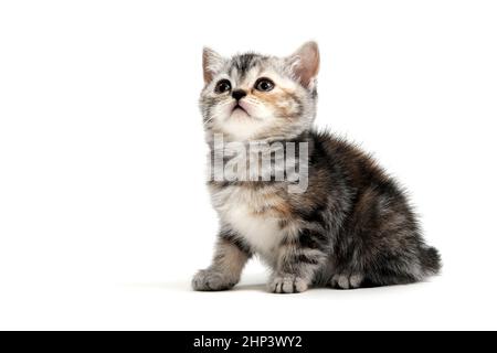 un chaton de race rouge à pois gris se trouve sur un fond blanc isolé. Photo de haute qualité Banque D'Images