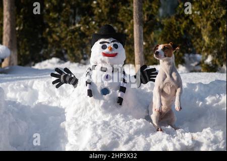 Jack Russell terrier lors d'une promenade en hiver à côté d'un bonhomme de neige. Banque D'Images