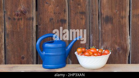 Jardinage de légumes frais et juteux de l'agriculture agricole. Nature biologique solanum bio tomate nourriture sur bois copyspace panorama. Banque D'Images
