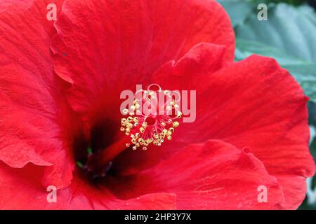 Macro de la stigmatisation et de l'endurance sur une fleur d'hibiscus. Banque D'Images