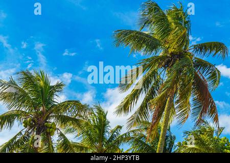 Palmiers naturels tropicaux avec fond bleu ciel au parc et plage de Flamengo à Rio de Janeiro au Brésil. Banque D'Images