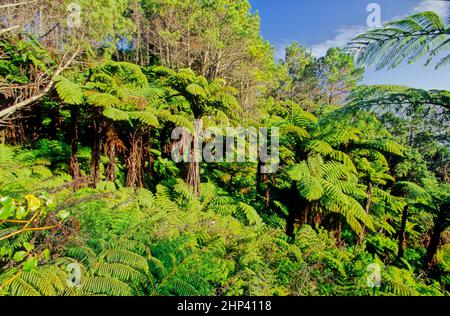 Sphaeropteris medullalis, synonyme Cyathea medullalis, communément connu sous le nom de mamamaku ou fougères d'arbre noir, est une grande fougère d'arbre jusqu'à 20 m de haut. Banque D'Images