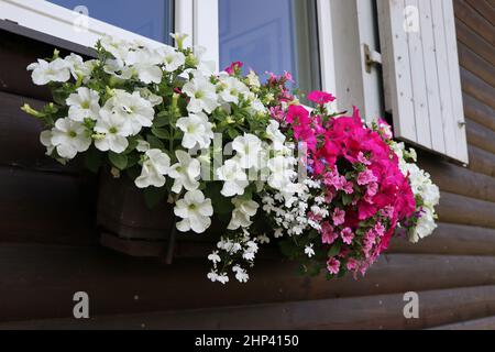 Boîte à fenêtre pleine de pétunias colorés. Plantes à fleurs roses et blanches dans une boîte à fleurs dans le seuil de la fenêtre . Banque D'Images