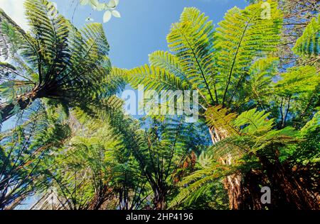 Sphaeropteris medullalis, synonyme Cyathea medullalis, communément connu sous le nom de mamamaku ou fougères d'arbre noir, est une grande fougère d'arbre jusqu'à 20 m de haut. Banque D'Images