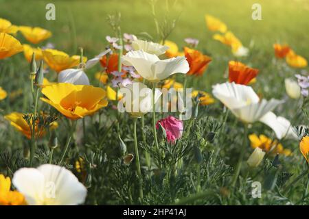 Backgroung d'été. Fleurs d'eschscholzia californica ou coquelicot californien doré, coupe d'or, plante florale de la famille des papaveraceae . Banque D'Images