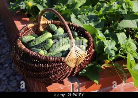 Un jardin de légumes moderne avec des lits à visière surélevée . .les lits surélevés jardinage dans un jardin urbain plantes, herbes, épices, baies et légumes zuc Banque D'Images