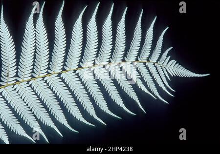Alsophila dealbata, synonyme Cyathea dealbata, communément connu sous le nom de fougères argentées ou de fougères argentées, ou comme ponga de Māori kaponga ou ponga note est a Banque D'Images