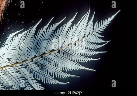 Alsophila dealbata, synonyme Cyathea dealbata, communément connu sous le nom de fougères argentées ou de fougères argentées, ou comme ponga de Māori kaponga ou ponga note est a Banque D'Images