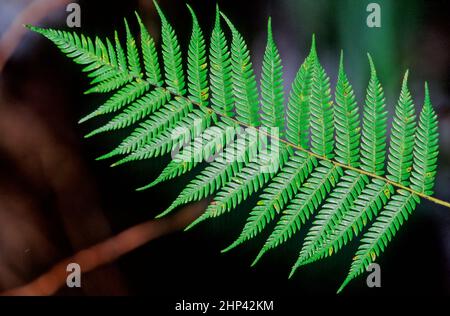 Alsophila dealbata, synonyme Cyathea dealbata, communément connu sous le nom de fougères argentées ou de fougères argentées, ou comme ponga de Māori kaponga ou ponga note est a Banque D'Images