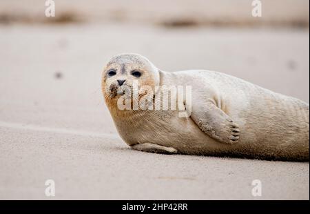 Schillig, Allemagne. 18th févr. 2022. Un sceau se trouve sur la plage tandis que les vents violents soufflent sur la côte. Après une courte hauteur intermédiaire, l'ouragan 'Zeynep' devrait traverser la Basse-Saxe depuis l'ouest au cours de la journée. Credit: Hauke-Christian Dittrich/dpa/Alay Live News Banque D'Images